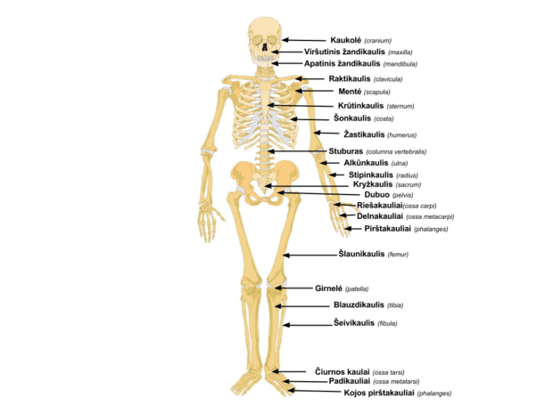 kūno sąnariai ir raumenys
