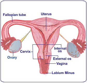 menstruacijos skausmas gydymas traškūs sąnarių