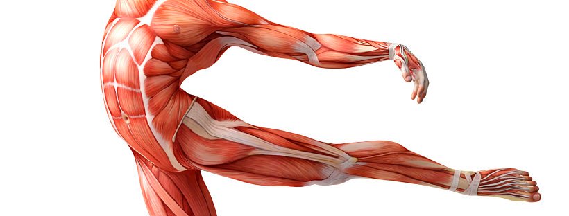 kūno sąnariai ir raumenys