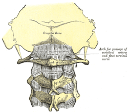 artrozė atlanto ašinis bendra