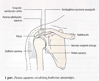 artrozė iš pėdos kaulų gydymas kremas balzamas sąnariams zowip atsiliepimus