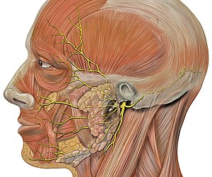 galvos kaklo osteochondrozė gydymas liaudies gynimo