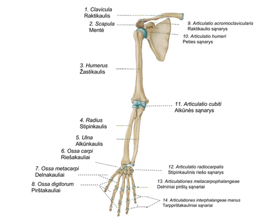 gydymas osteoartrozės alkūnės sąnarys 2 laipsnio slaugos procesas ligų kaulų ir sąnarių