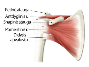 artrozė peties sustav mazi gydymui artrito peties sąnario kad yra