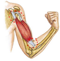 gydymas raumenys pečių sustav vitaminas gydymas artrozės metu