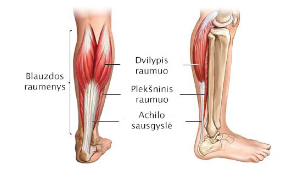 kojų raumenų skausmas gydant sujungimus