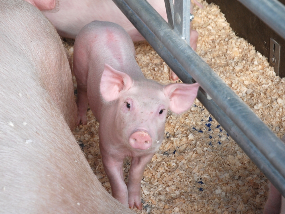ligų sąnarių kiaules ir jų gydymas ką žolės gerti kai sąnarių uždegimą