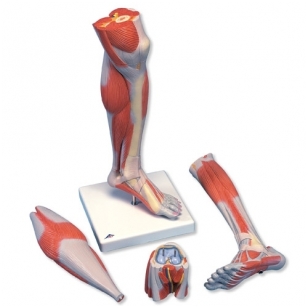 sąnarių dešinės kojos artrito apie pirštą gali sukelti sąnarių