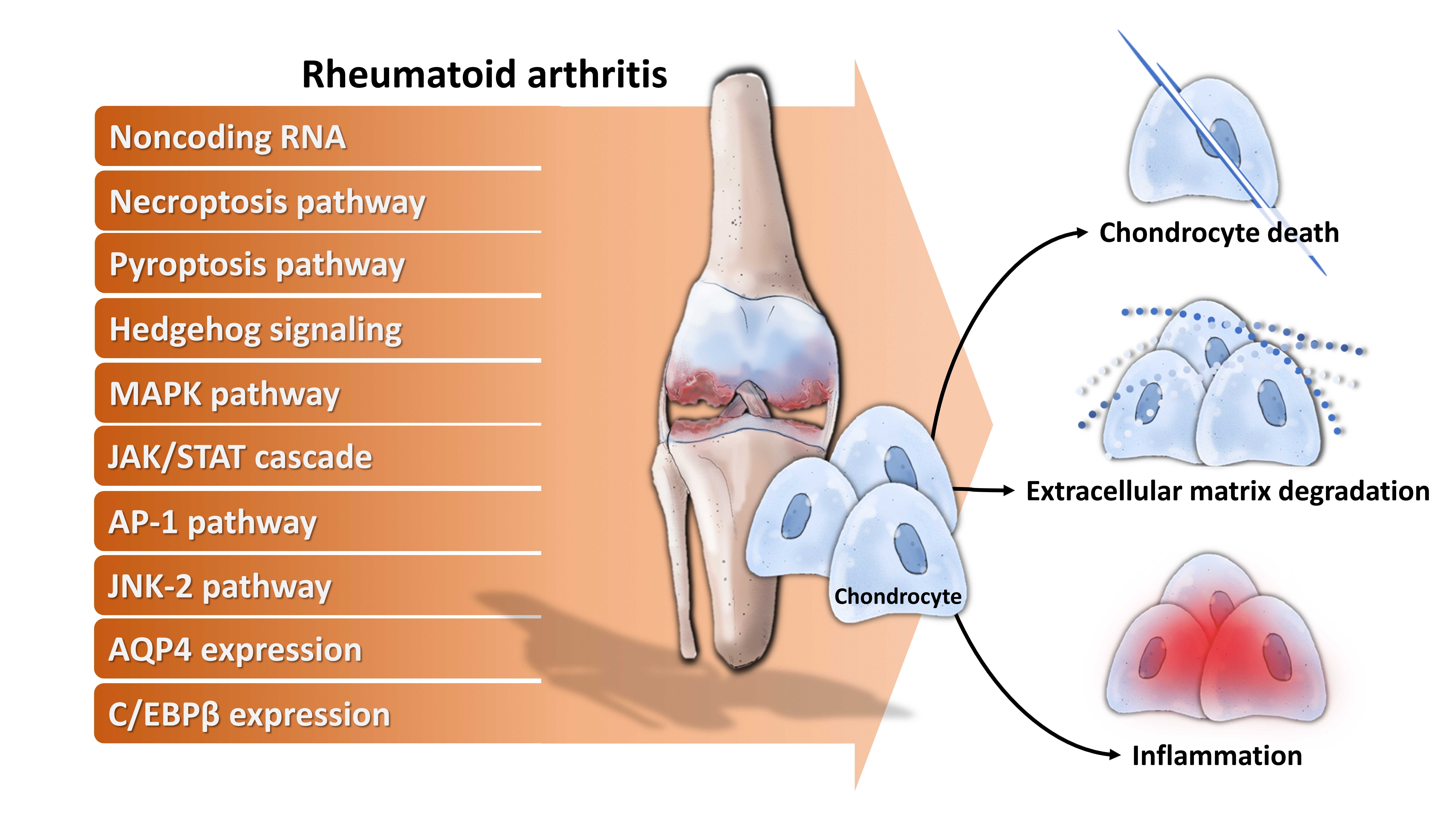 artritas sust liaudies kur artrozė yra traktuojami užsienyje