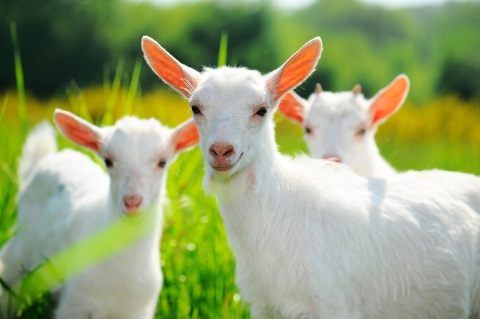 gydymas sąnarius nuo ožkų