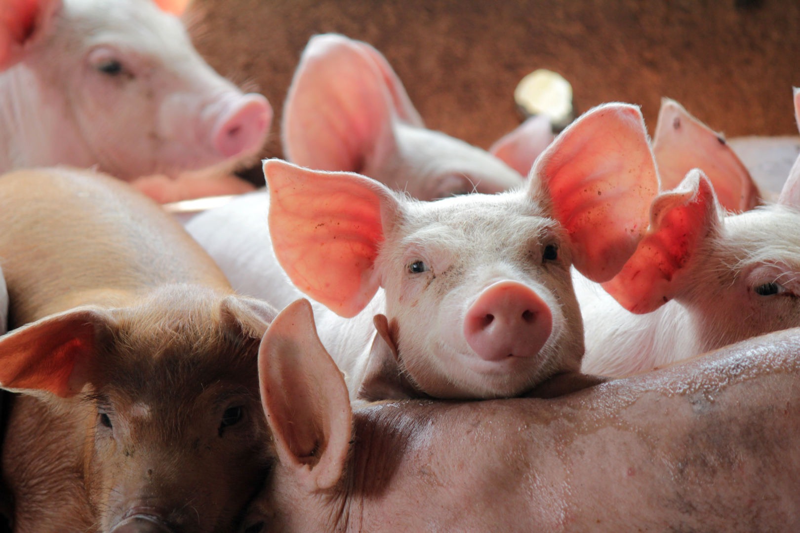 ligų sąnarių kiaules ir jų gydymas vedos balzamas sąnarių