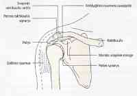 pečių skausmas ir rankos gydymas poliartritas sustava