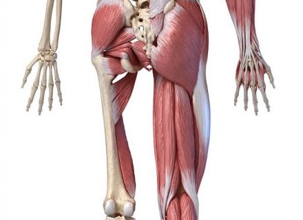 raumenų skausmas sąnarių kaulai